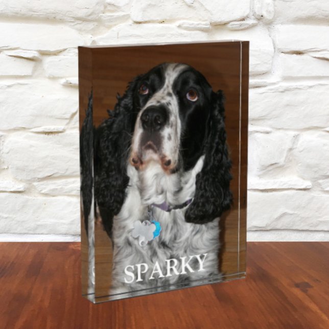 English Springer Spaniel Dog Pet Portrait Photo Block (In Situ)