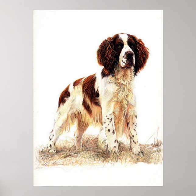 English Springer Spaniel Dog Portrait Poster Print (Front)