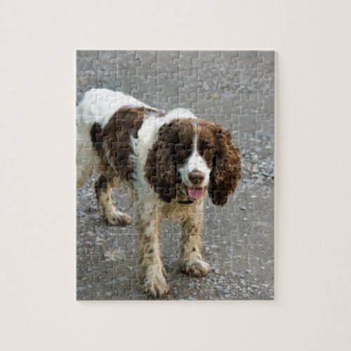 english springer spaniel fullpng jigsaw puzzle