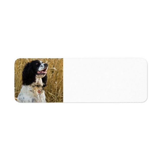 english springer spaniel in wheat.png label (Front)