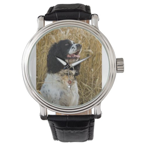 english springer spaniel in wheatpng watch