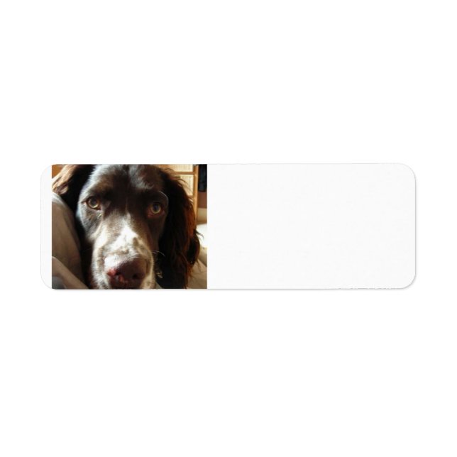 english springer spaniel liver.png label (Front)