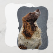 English Springer Spaniel Liver & White Looking Up  (Front/Back)