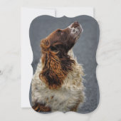 English Springer Spaniel Liver & White Looking Up  (Front)