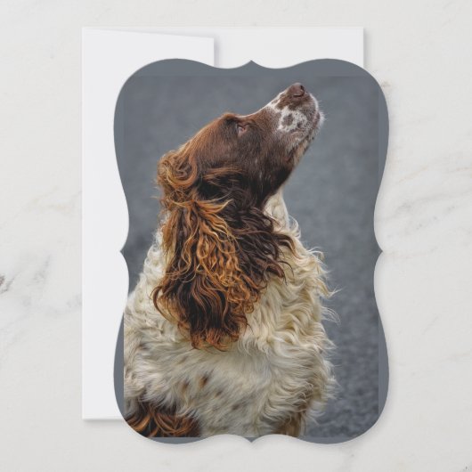 English Springer Spaniel Liver & White Looking Up  (Front)