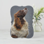 English Springer Spaniel Liver & White Looking Up  (Standing Front)