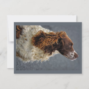 English Springer Spaniel Liver & White Looking Up Postcard