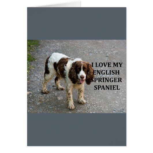 english springer spaniel lw love w picc (Front)