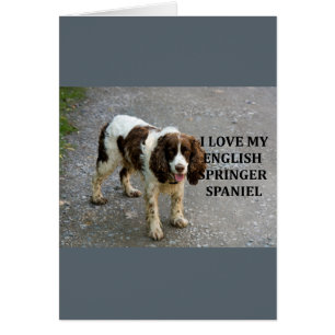english springer spaniel lw love w picc cards
