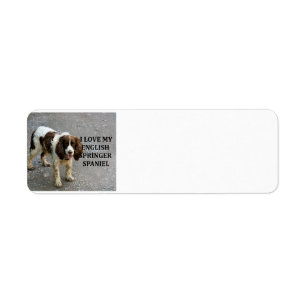 english springer spaniel lw love w picc label