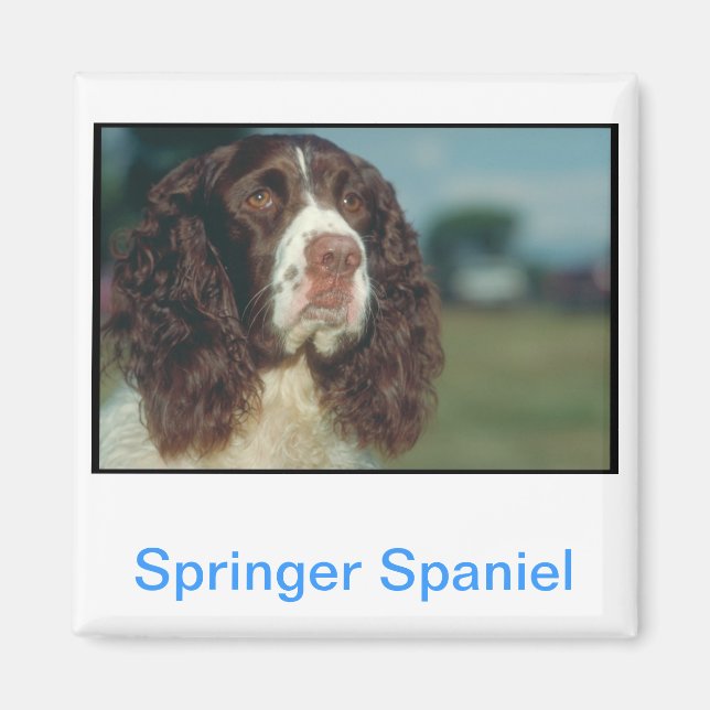 English Springer Spaniel Magnet (Front)