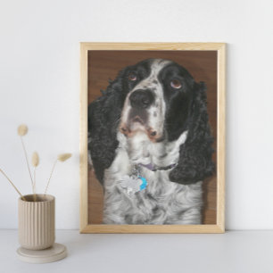 English Springer Spaniel Pet Dog Photo Print