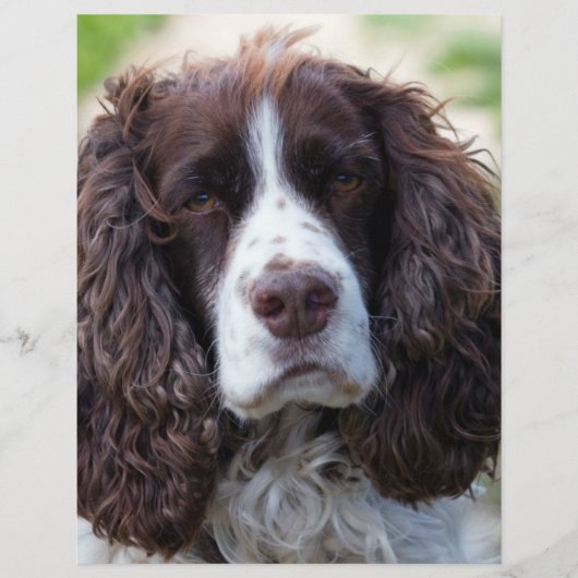 english springer spaniel.png (Front)