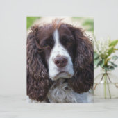 english springer spaniel.png (Standing Front)