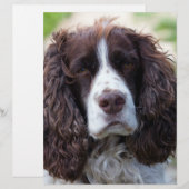 english springer spaniel.png (Front/Back)