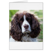 english springer spaniel.png (Front)