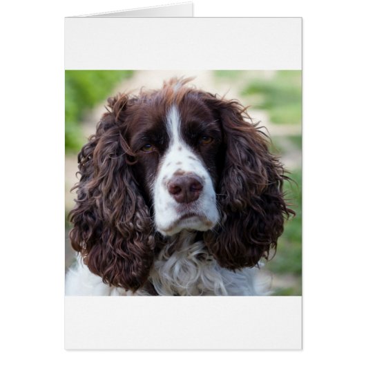 english springer spaniel.png cards (Front)