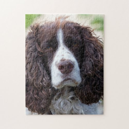 english springer spanielpng jigsaw puzzle