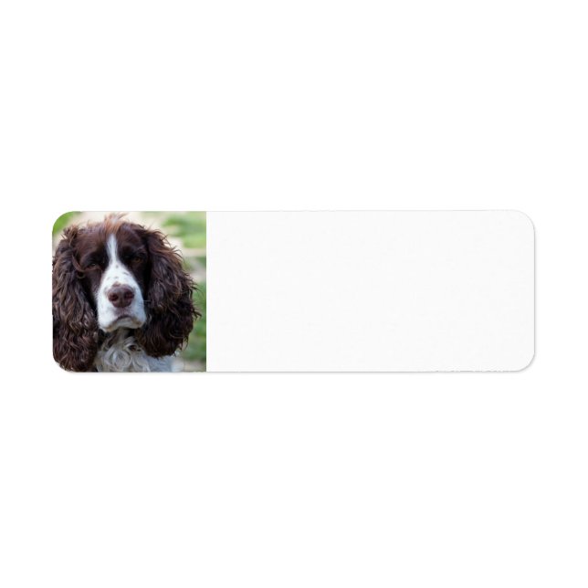 english springer spaniel.png label (Front)