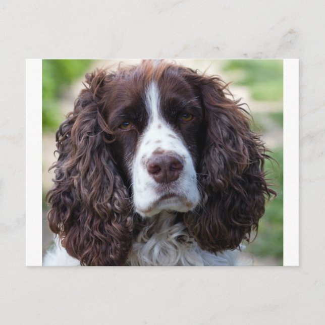 english springer spaniel.png postcard (Front)