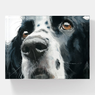 English springer spaniel portrait with ticking paperweight