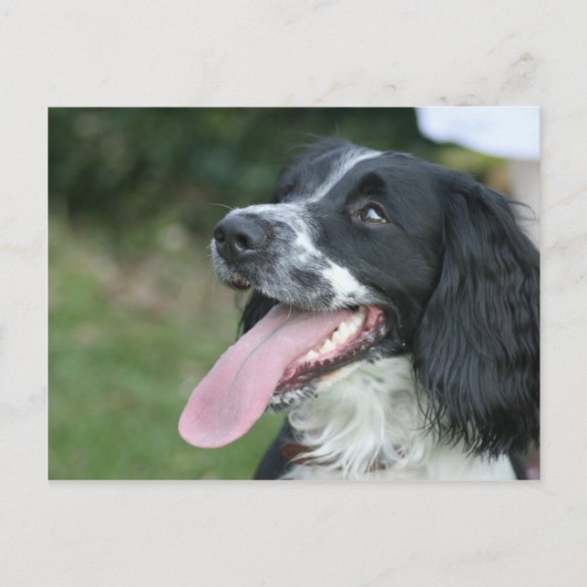 English Springer Spaniel Postcard (Front)