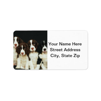 English Springer Spaniel Puppies (2) Label