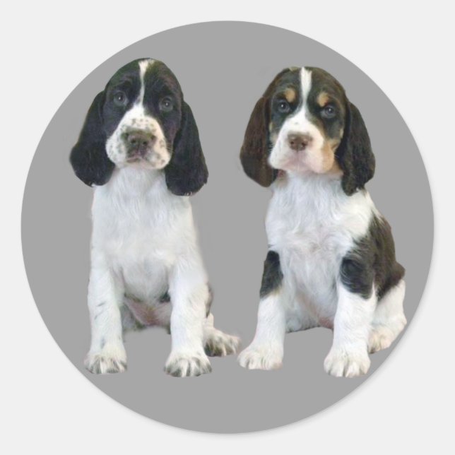 English Springer Spaniel Puppies Sticker (Front)