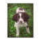 English Springer Spaniel Puppy Card