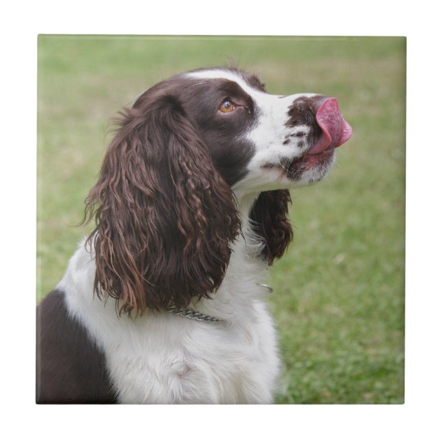 English Springer Spaniel Sitting Ceramic Tile (Front)