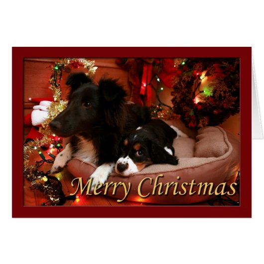English Springer Spaniel, Springer Spaniel, Spanie Cards (Front Horizontal)