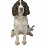 English Springer Spaniel Statuette<br><div class="desc">This photo sculpture is of a beautiful English Springer Spaniel. You can customize this design and order it in a variety of sizes. This English Springer Spaniel design is also available as shaped,  cut-out magnets,  ornaments,  pins and even keychains.</div>