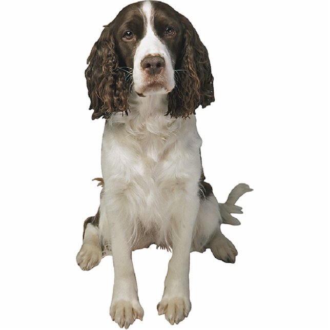 English Springer Spaniel Statuette (Front)