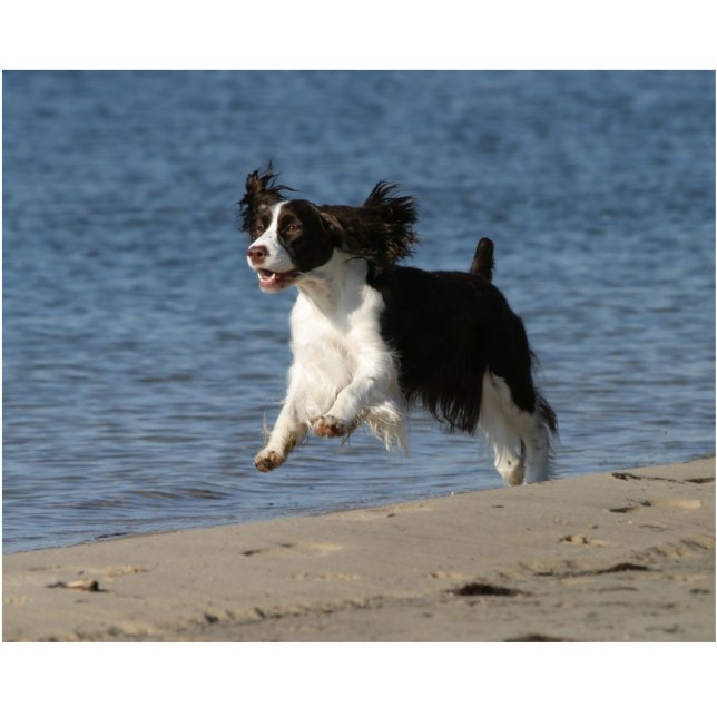 English Springer Spaniel Statuette (Front)