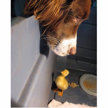 English Springer Spaniel W Duckling Statuette by BreakoutTees at Zazzle