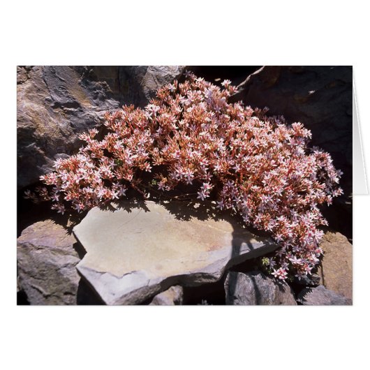 English Stonecrop Cards (Front Horizontal)