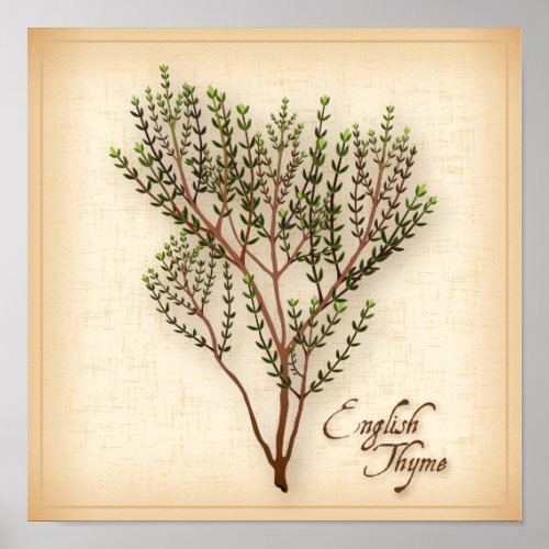 English Thyme Herb Poster