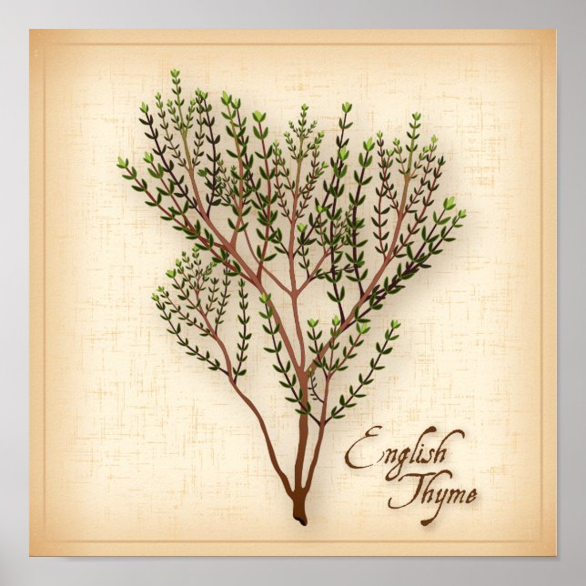 English Thyme Herb Poster (Front)