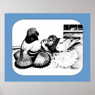 English Trumpeter Pigeons Poster