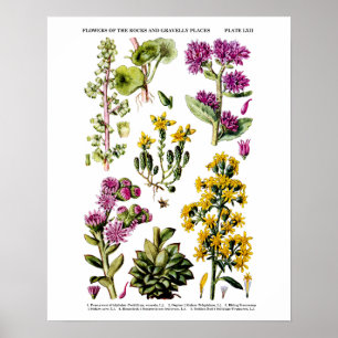English Wild Flowers no. 12 Botanical Illustration Poster