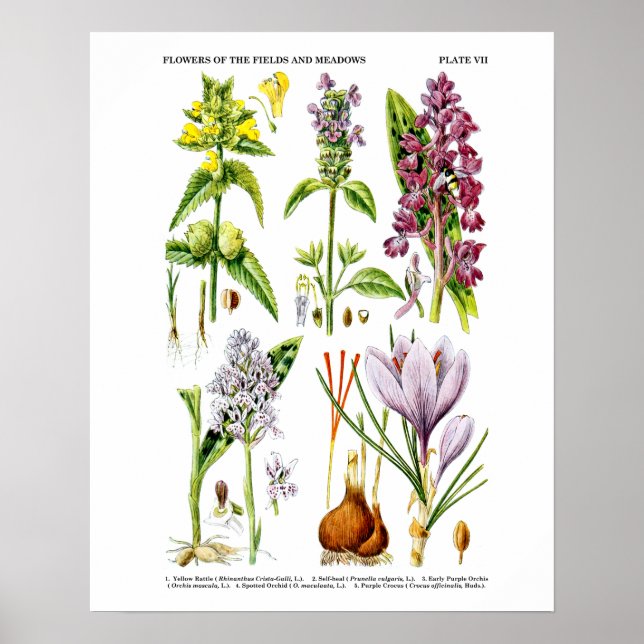 English Wildflower Art Print no. 10 Botanical Art (Front)