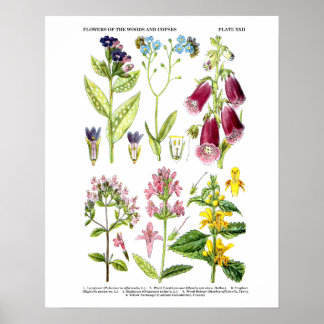 English Wildflower Art Prints no. 3 Botanical Art