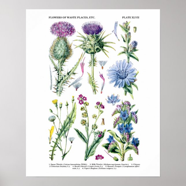 English Wildflower Botanical Art no. 11 Poster (Front)