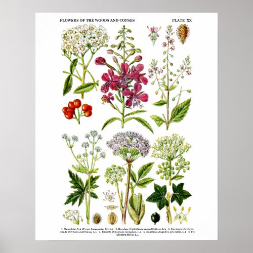 English Wildflowers Botanical art print no 4