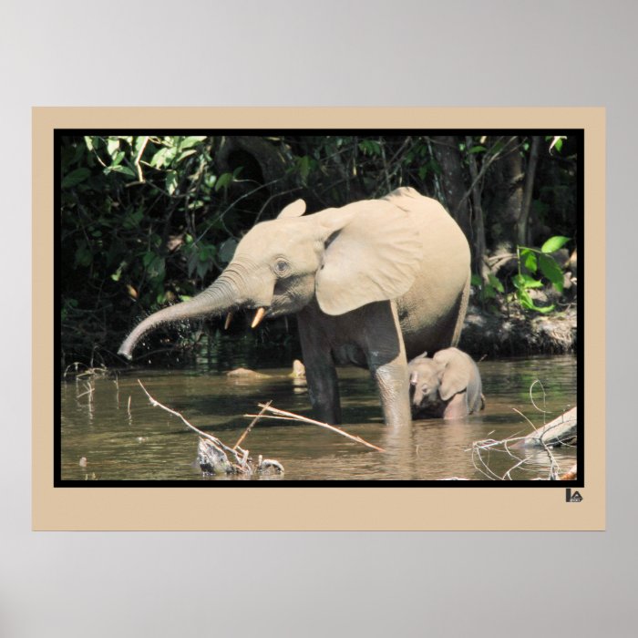 (enhanced) African forest elephants, Congo Posters