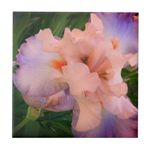 Enhanced Peach & Purple Iris Ceramic Tile (Front)
