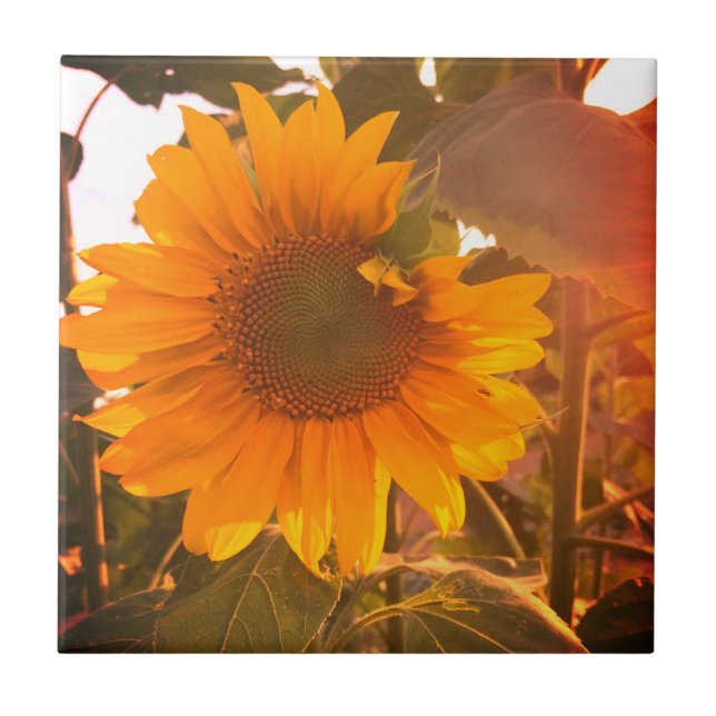 Enhanced Sunflower Ceramic Tile (Front)