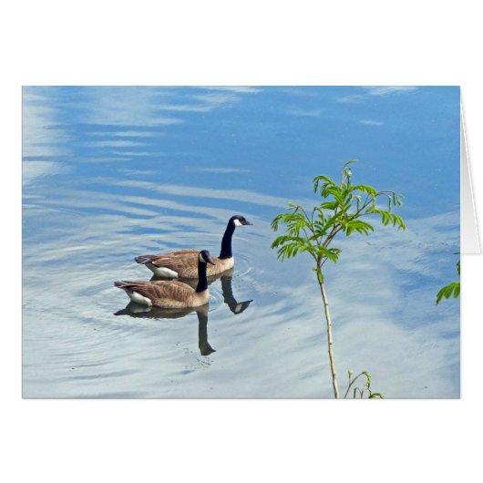 Enjoying a Swim Cards (Front Horizontal)