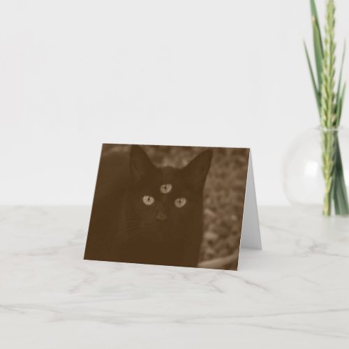 Enlightened Cat  Card