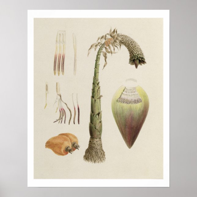 Ensete No. 10, formerly attributed to James Bruce Poster (Front)